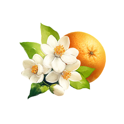 Orange blossom