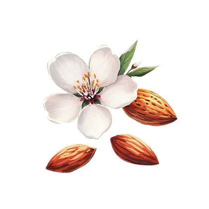 Almond