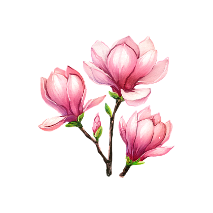 Magnolia
