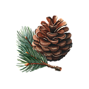 Cedarwood