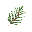 Cypress