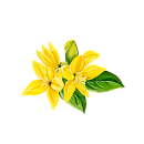 Ylang-ylang