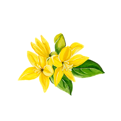 Ylang-ylang
