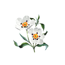 Labdanum