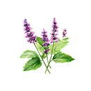 Patchouli