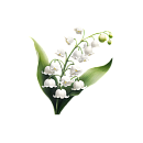 Lily of the valley