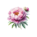 Peony