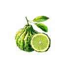 Bergamot