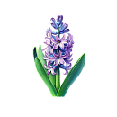 Hyacint