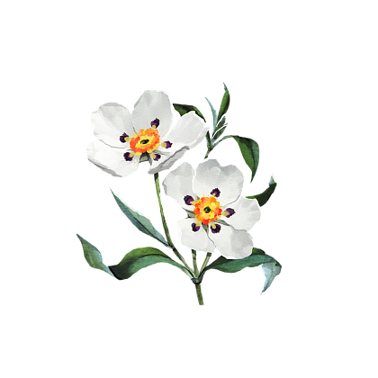 Cistus