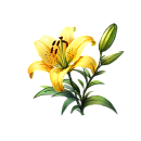 Lily