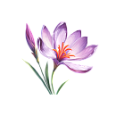 Saffron