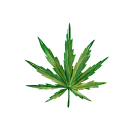 Cannabis