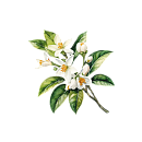 Neroli
