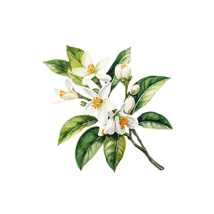 Neroli