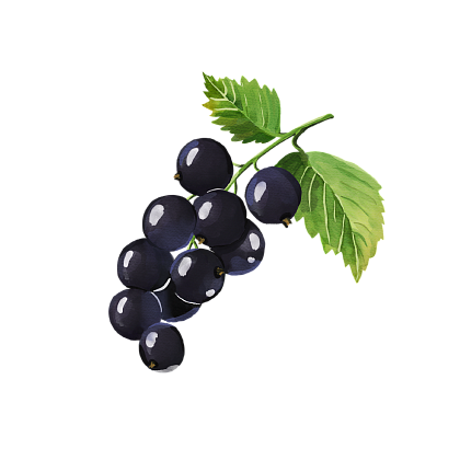 Blackcurrant