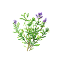 Thyme