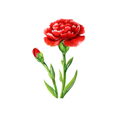 Carnation