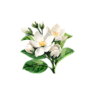 Jasmine